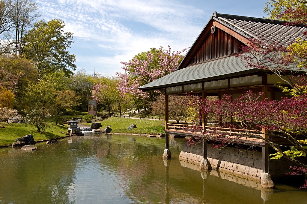 japanse tuin belgie hasselt koivissen gele Iris ensata koi Cyprinus carpio lente bloesem kersenbloesem voorjaar